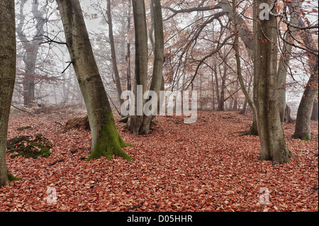 Politica europea comune in materia di faggio matura foresta di Bosco in autunno la nebbia e pioggia Foto Stock