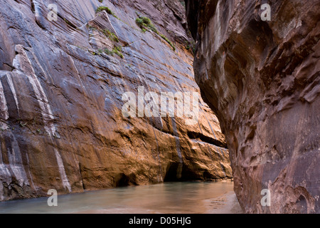 La si restringe, canyon sulla forcella del nord fiume vergine, Zion Canyon National Park nello Utah, Stati Uniti d'America Foto Stock