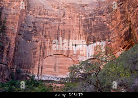 Enorme pietra arenaria Navajo canyon pareti sopra piscine di smeraldo, Zion Canyon National Park nello Utah, Stati Uniti d'America Foto Stock