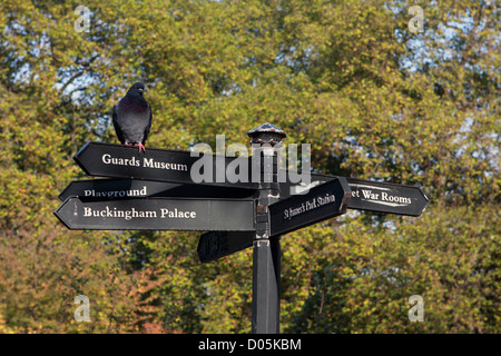 Un piccione su un cartello in St James Park, Londra, Inghilterra Foto Stock