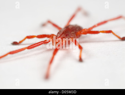 Un primo piano di un acaro rosso su una superficie bianca Foto Stock