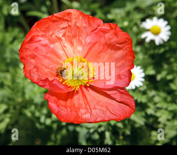Un western honey bee ( Apis mellifera) su un fiore di papavero Foto Stock