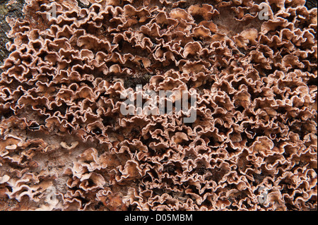 Staffa sul fungo europei maturi di faggio comune a livello del suolo sul tronco portando infine a rot morte sul legno vecchio Foto Stock