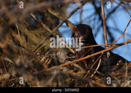 Wild American visoni (Mustela vison). Europa Foto Stock