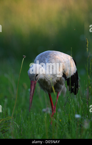 Cicogna bianca (Ciconia ciconia) caccia per il cibo. Europa Foto Stock