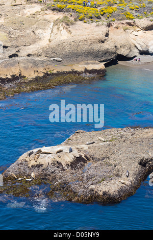 Punto Lobos, California, riserva naturale e scenic promontorio. Le guarnizioni di tenuta del porto sulle rocce. Foto Stock