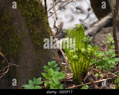 Impressioni primavera nelle foreste di Oslo Norvegia. Felce o bracken a tronco di albero. Foto Stock