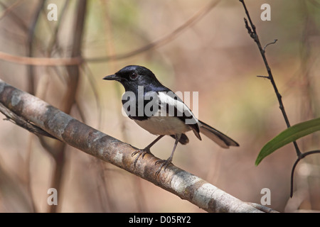 Madagascar Magpie Robin appollaiato sul ramo Foto Stock