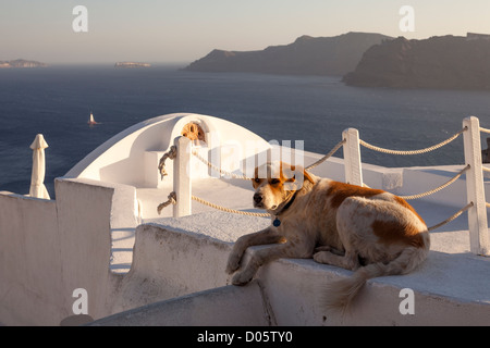 Cane di riposo in ombra sul tetto edificio affacciato sul mare e caldera, villaggio di Oia, isola di Santorini, Cicladi Grecia, Europa Foto Stock