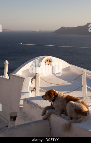 Cane di riposo in ombra sul tetto edificio affacciato sul mare e caldera, villaggio di Oia, isola di Santorini, Cicladi Grecia, Europa Foto Stock