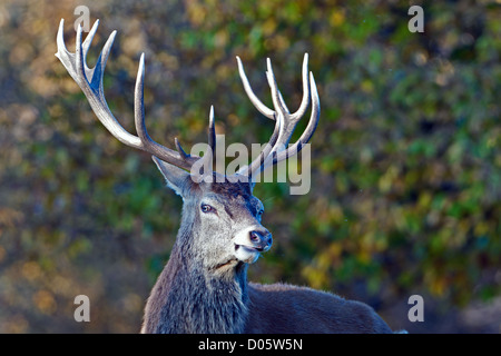 Solchi cervo a Richmond Park Foto Stock