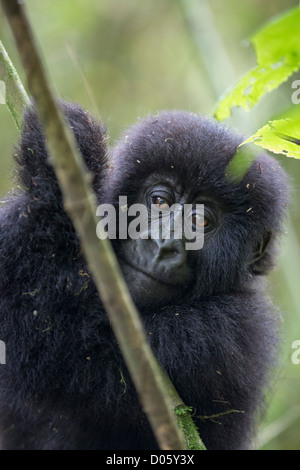 Close up di Gorilla di Montagna (Gorilla gorilla beringei) infantile, ritratto, in pericolo di estinzione, Parc National des Volcans, Ruanda Foto Stock