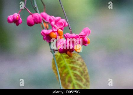 Euonymus europaeus. Frutto di un comune impianto di mandrino divisione per rivelare la luce arancione brillante seme all'interno. Foto Stock