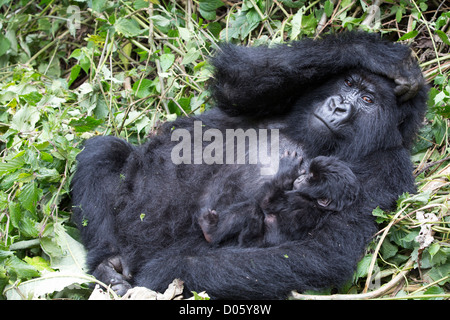 Gorilla di Montagna (Gorilla gorilla beringei), azienda madre di tre settimane di età infantile, specie in via di estinzione, Parc National des Volcans Foto Stock