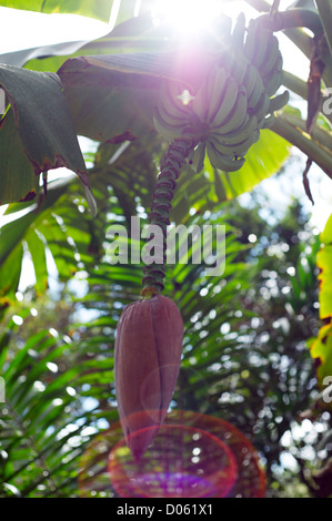 Banana Flower e frutta Foto Stock