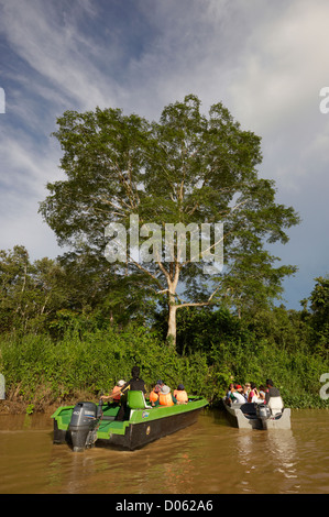 I turisti a guardare wild orangutan in albero sul fiume Kinabatangan, Sabah Borneo Foto Stock