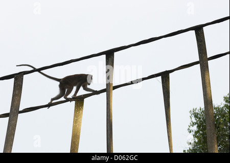 Lunga coda Macaque monkey corre oltre il ponte sul fiume Kinabatangan, Sabah Borneo Foto Stock