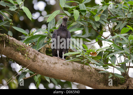 Avvoltoio nero (Coragyps atratus) sul lembo di albero accanto al Fiume Sarapiqui, Heredia, Costa Rica, l'America centrale. Foto Stock