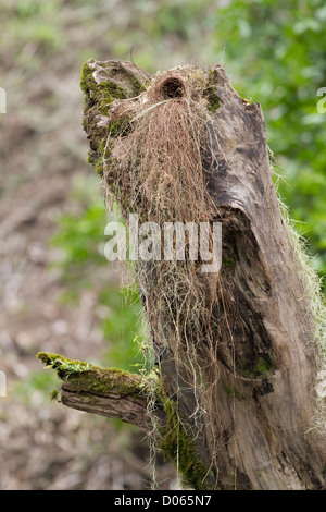 Grande Kiskadee's Nest nel log accanto al Fiume Sarapiqui, Heredia, Costa Rica. Foto Stock