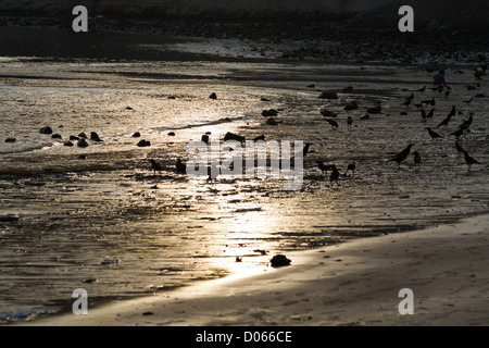 Gli uccelli sulla Chowpatty Beach a Mumbai durante il tramonto, India Foto Stock