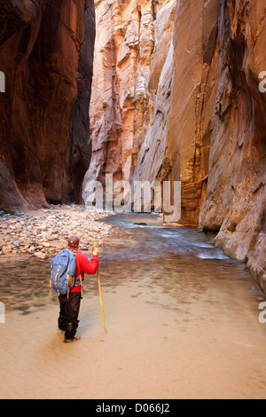 L'uomo escursionismo in Wall Street sezione del si restringe, Parco Nazionale Zion, Utah Foto Stock