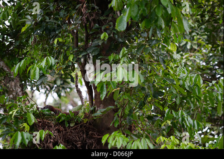 Orangutan maschi giacente nel nido, Sepilok Orangutan Centro di riabilitazione, Sandakan, Borneo Foto Stock