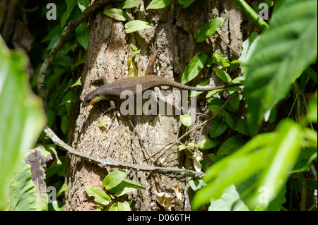 Struttura a strisce Skink sul tronco di albero, Sandakan, Borneo Foto Stock