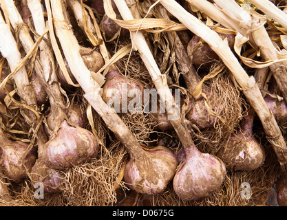 Organico dell'aglio Foto Stock