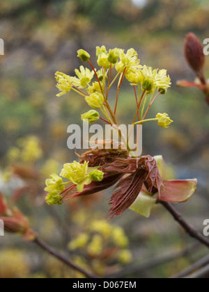 Fioritura acero, probabilmente Acer platanoides Norvegia acero in springtome Foto Stock
