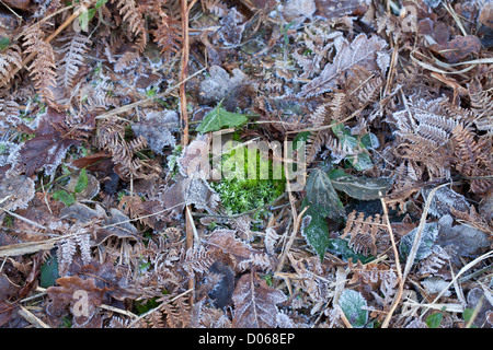 Verde muschio, caduta foglie e bracken ricoperta di brina di luce Foto Stock