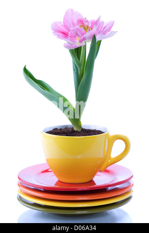 Crescente tulip in una tazza Foto Stock