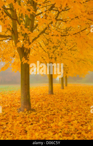 Misty Sicomoro Avenue in autunno di Long Eaton, Nottingham Foto Stock