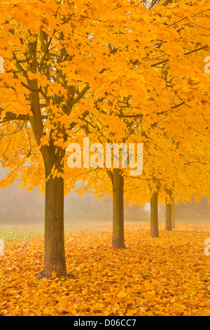 Misty Sicomoro Avenue in autunno di Long Eaton, Nottingham, Inghilterra, GB, Regno Unito e Unione europea Foto Stock