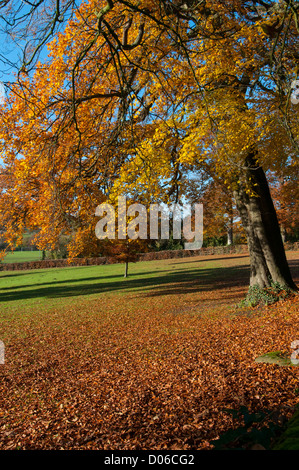 Autunno in scena Gadebridge Park, Hemel Hempstead, Hertfordshire, Regno Unito. Foto Stock