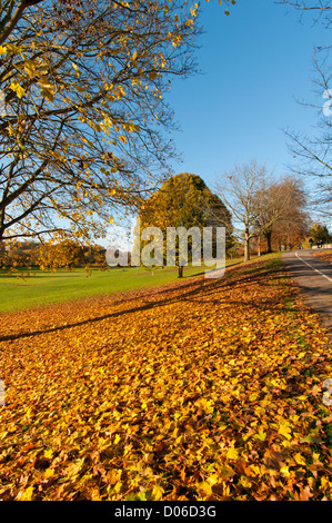Autunno in scena Gadebridge Park, Hemel Hempstead, Hertfordshire, Regno Unito. Foto Stock