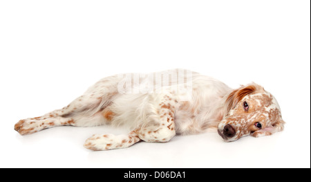 Bellissima setter inglese con macchie marroni isolati su sfondo bianco Foto Stock