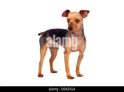 Splendide yorkshire con capelli corti isolati su sfondo bianco Foto Stock