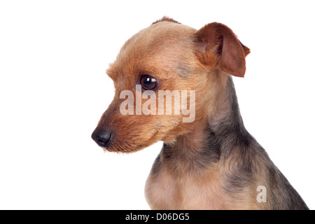 Splendide yorkshire con capelli corti isolati su sfondo bianco Foto Stock