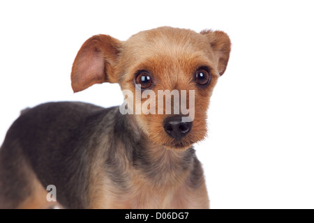 Splendide yorkshire con capelli corti isolati su sfondo bianco Foto Stock