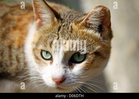 Un gatto sotto il sole Foto Stock