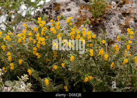 Un golden alkanet, Alkanna orientalis a Delphi, Grecia Foto Stock