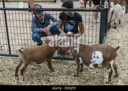 San Diego County Fair, California - visitatori guardare le capre. Foto Stock