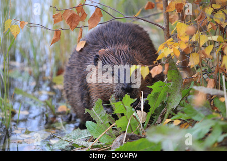 Beaver, ricino, canadensis, castoro, kanada, Foto Stock