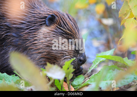 Beaver, ricino, canadensis, castoro, kanada, Foto Stock