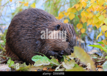 Beaver, ricino, canadensis, castoro, kanada, Foto Stock