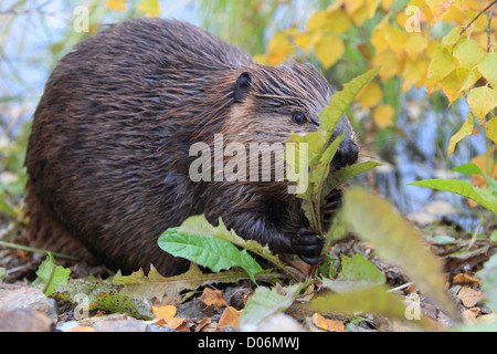 Beaver, ricino, canadensis, castoro, kanada, Foto Stock