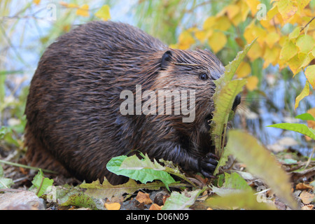 Beaver, ricino, canadensis, castoro, kanada, Foto Stock