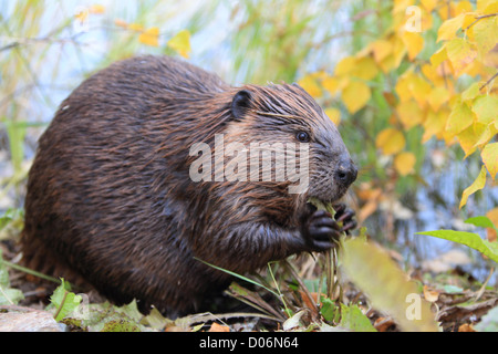 Beaver, ricino, canadensis, castoro, kanada, Foto Stock