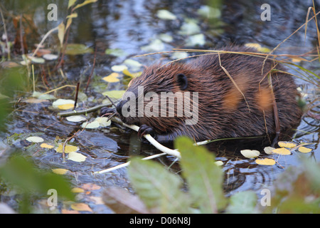 Beaver, ricino, canadensis, castoro, kanada, Foto Stock