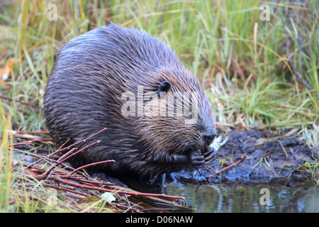 Beaver, ricino, canadensis, castoro, kanada, Foto Stock